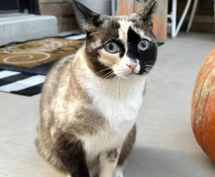 Pisica a fost găsită într-un depozit Amazon din California