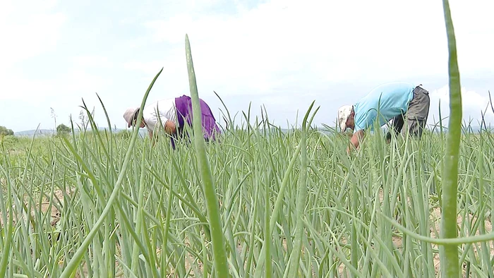 Legumicultorii spun că e nevoie de multă muncă migăloasă pentru această ceapă