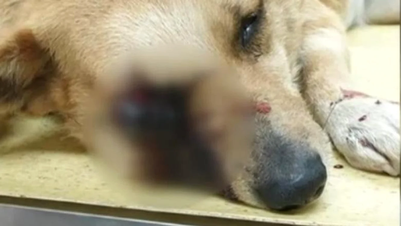 Câinele a fost mutilat de o petardă care i-a explodat în gură