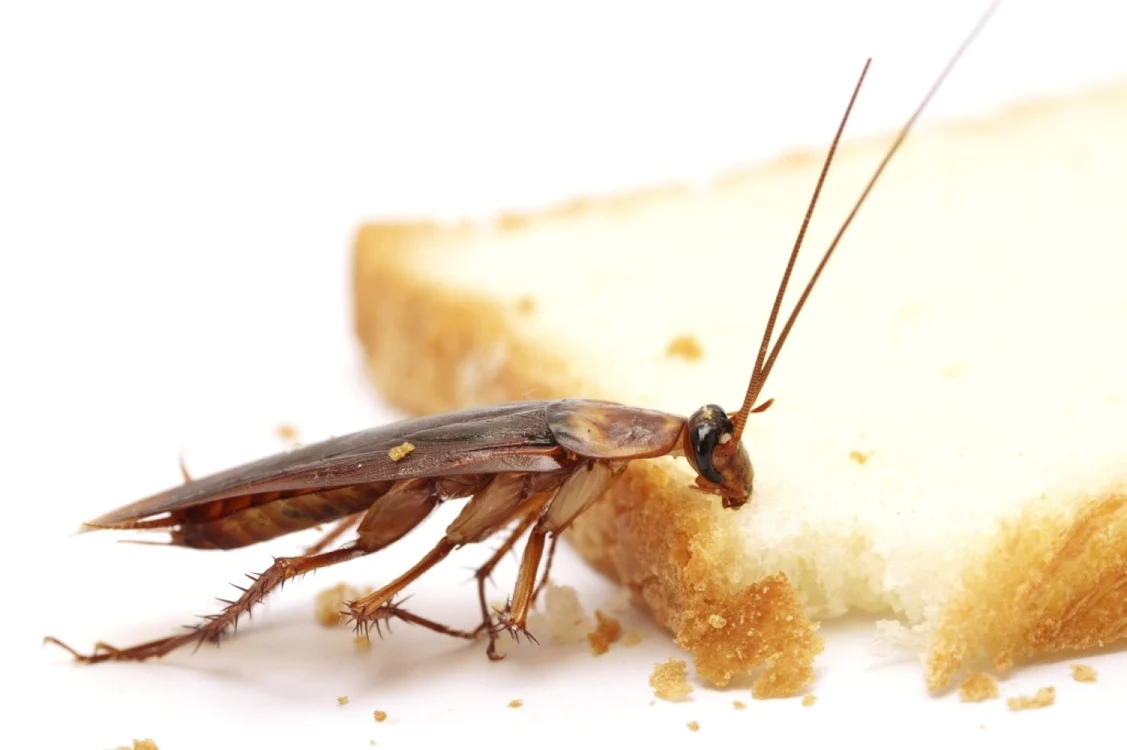 Gândacii de bucătărie stau departe de camerele în care sunt crizanteme. FOTO arhivă