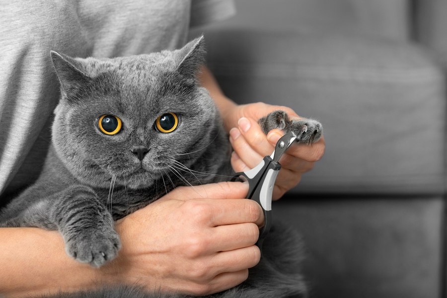 Dilema care împarte iubitorii de feline în două tabere: tăiem sau nu gheruțele pisicii?