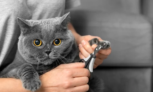 56 57 shutterstock 2247204203 jpg