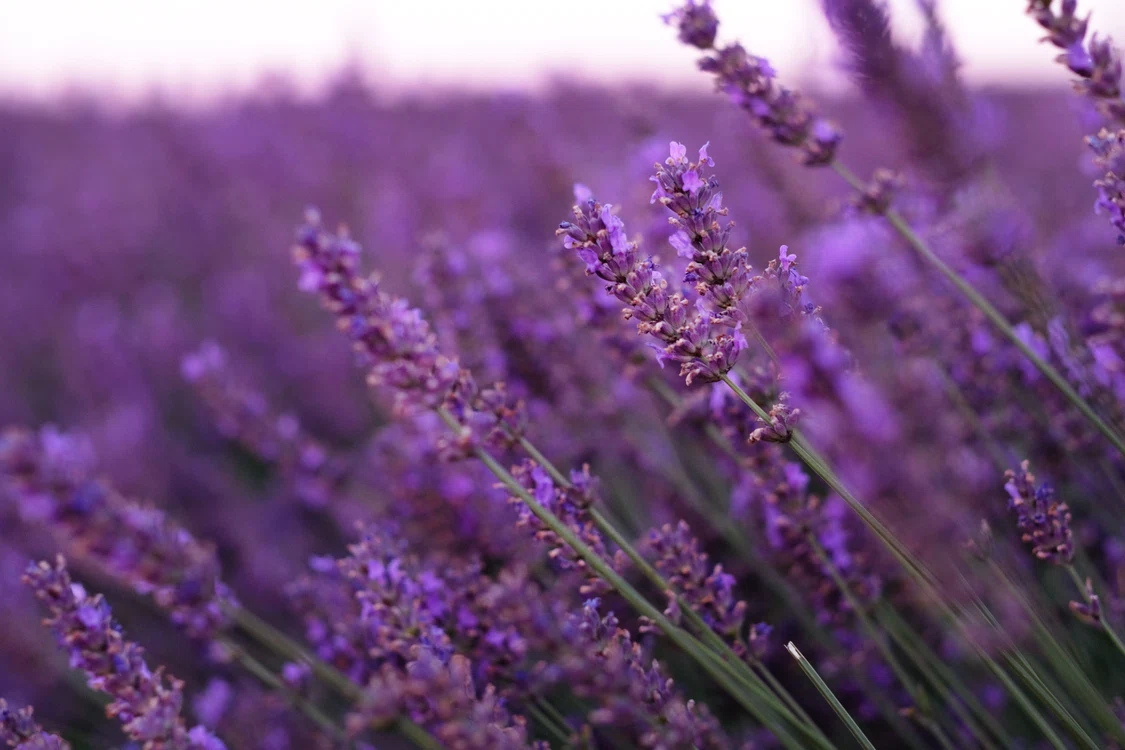 Lavanda poate aduce eleganță locuinței tale. Foto: arhiva.