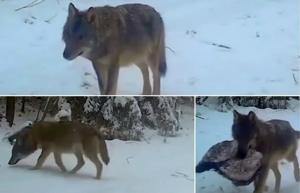 Lupi surprinși de o cameră video în Munții Apuseni FOTO captură video