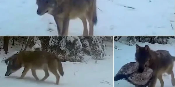 lupi apuseni jpg