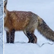 FOTO Facebook / Romsilva