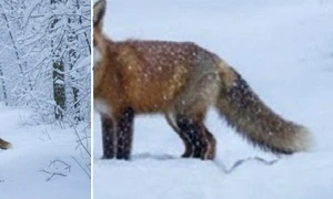 FOTO Facebook / Romsilva