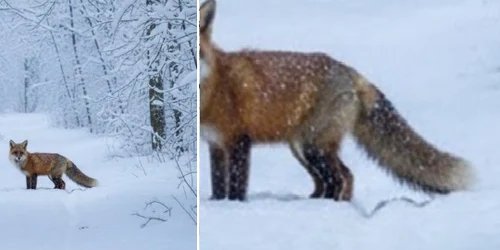 FOTO Facebook / Romsilva