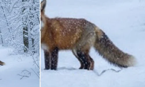 FOTO Facebook / Romsilva