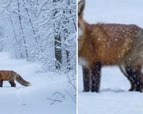 FOTO Facebook / Romsilva