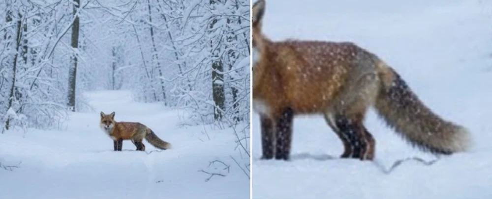 Romsilva, acuzată că postează imagini generate cu AI. Cum a apărut „vulpea cu cinci picioare” și care este versiunea regiei naționale