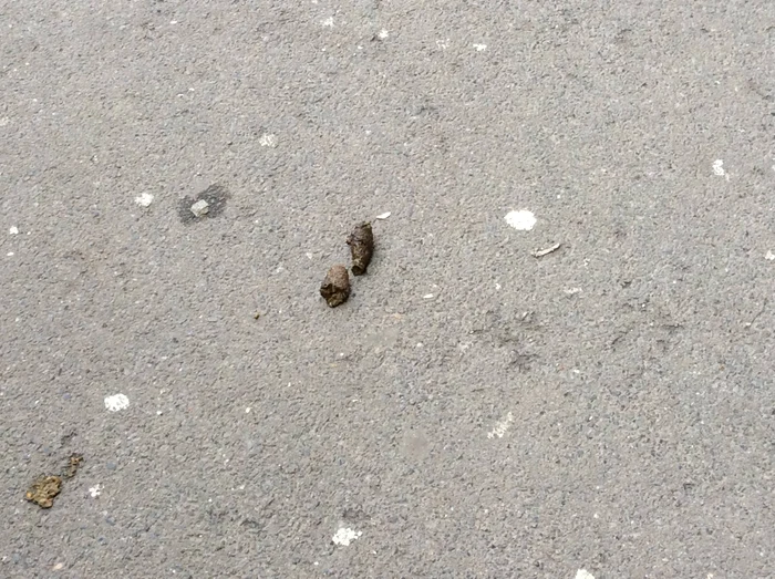 Într-o plimbare de câteva minute, întâlnești foarte multe astfel de excremente lăsate în urmă de stăpânii care nu fac curat după cățeii lor