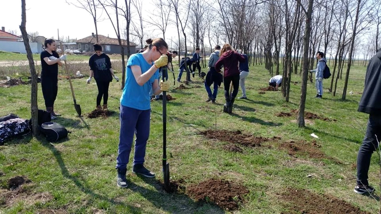 PLantare de arbori în perdeaua forestieră de la Roseşi FOTO ViitorPlus