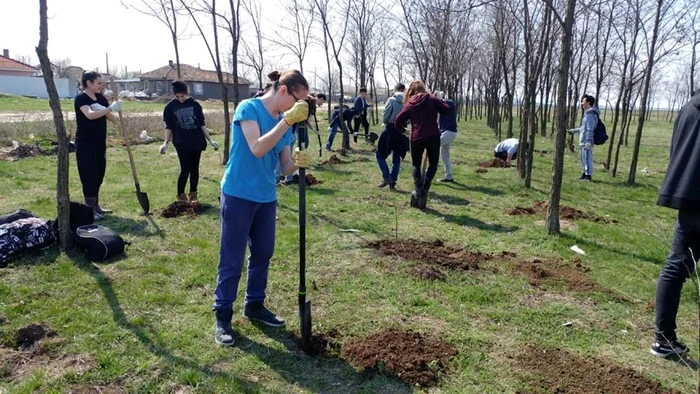 PLantare de arbori în perdeaua forestieră de la Roseşi FOTO ViitorPlus