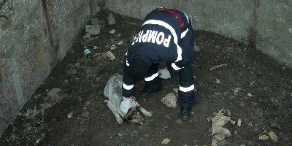 Pompierii au scos patrupedul teafar