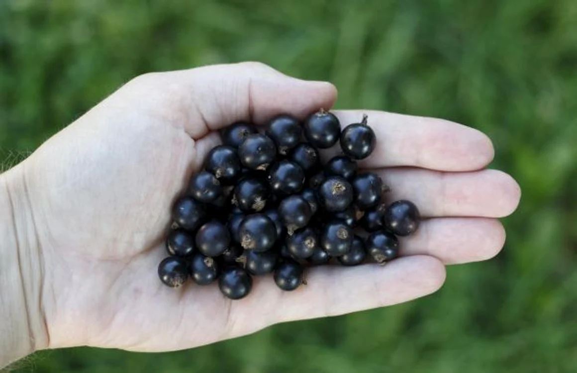 Coacăzele negre previn printre altele accidentele vasculare şi cresc acuitatea vizuală FOTO: doxologia.ro