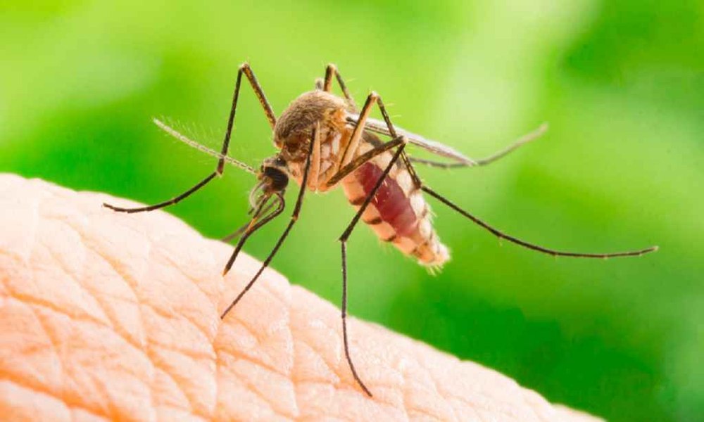 Virusul West Nile și riscul de a face forme grave. Dr. Craiu: „80% din cei care sunt infectați nu au nici un semn de boală!”