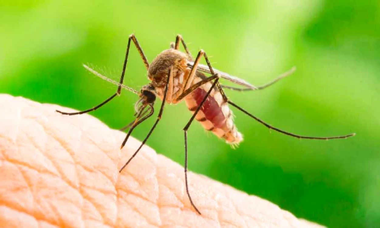 Țânțarii pot transmite virusul West Nile FOTO: Arhivă