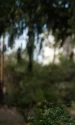irina petrea webp