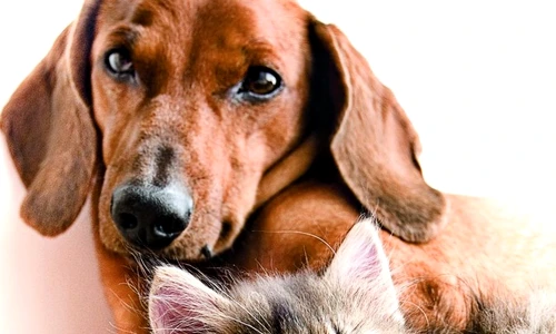 1 48562 original jpg jpeg