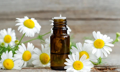 1 tinctura musetel jpg jpeg