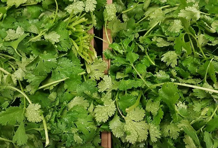 Coriandrul are proprietăţi extraordinare pentru organism.