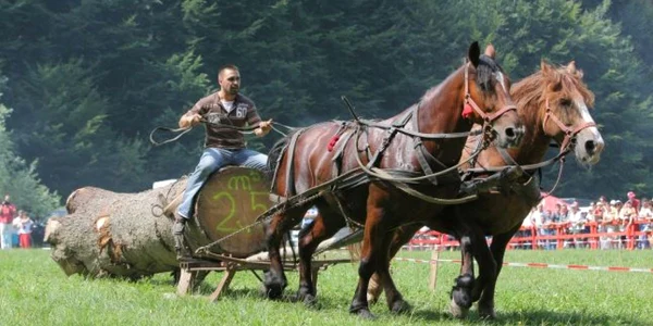 festival ecvestru