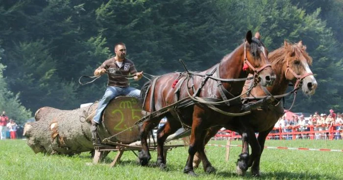 Turiştii pot vedea demonstraţii spetaculoase şi cei mai frumoşi armăsari din ţară. FOTOAdevărul.