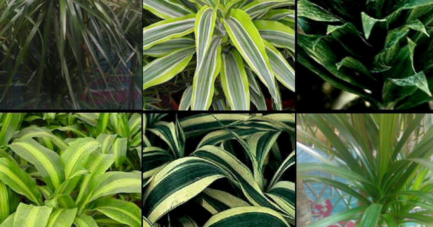cele mai frumoase plante decorative cu frunze