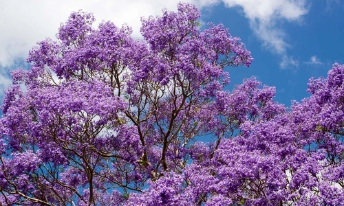 1 72739 original jpg jpeg