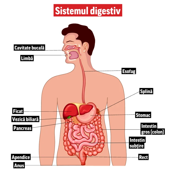 Pentru a-și lua din hrană nutrienții necesari pentru supraviețuire, organismul supune hrana unui proces laborios