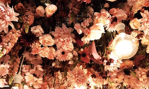 1 figodecor jpg jpeg