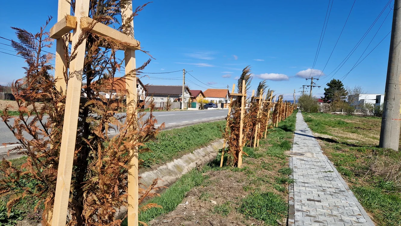 Aproape toți arbori din specia tuia plantați în comuna Țânțăreni s-au uscat Foto: Alin Ion