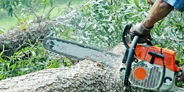 Arhivă foto: Arborii au fost tăiați ilegal