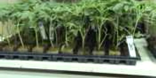 Canabisul a fost descoperit în portbagaj