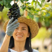 Struguri Foto Freepik (1) jpg