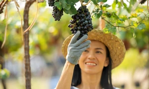 Struguri  Foto Freepik (1) jpg