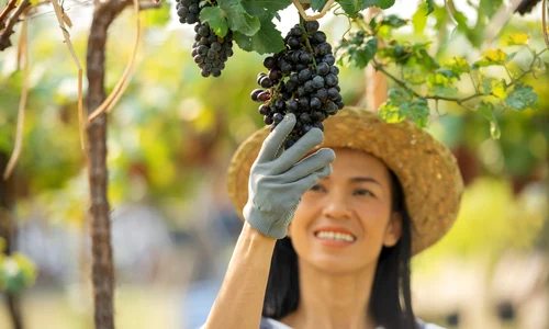 Struguri  Foto Freepik (1) jpg