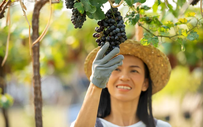 Strugurii se numără printre alimentele recomandate pentru sănătate. Foto: Freepik.com