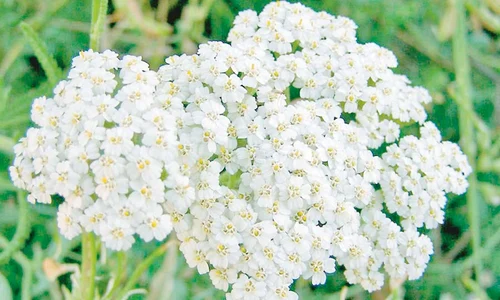 Igiena intimă (Fotografii: Shutterstock) jpeg