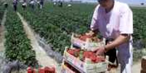 Cei mai mulţi preferă să lucreze fără forme legale de muncă 