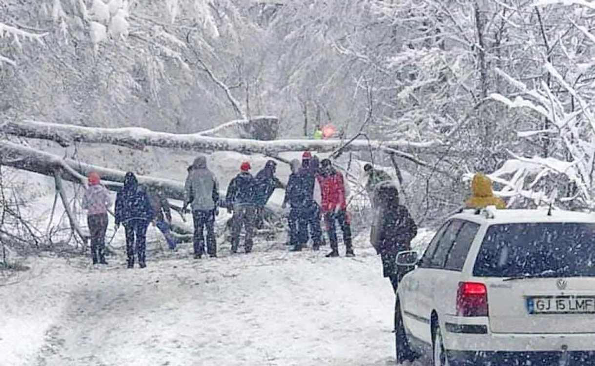 
    Vântul puternic  a doborât 260 de copaci  la nivelul întregii ţări   