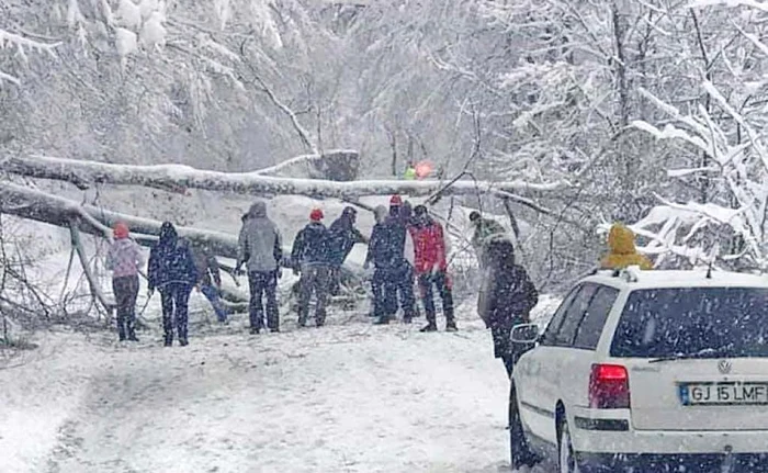Vântul puternic a doborât 260 de copaci la nivelul întregii ţări