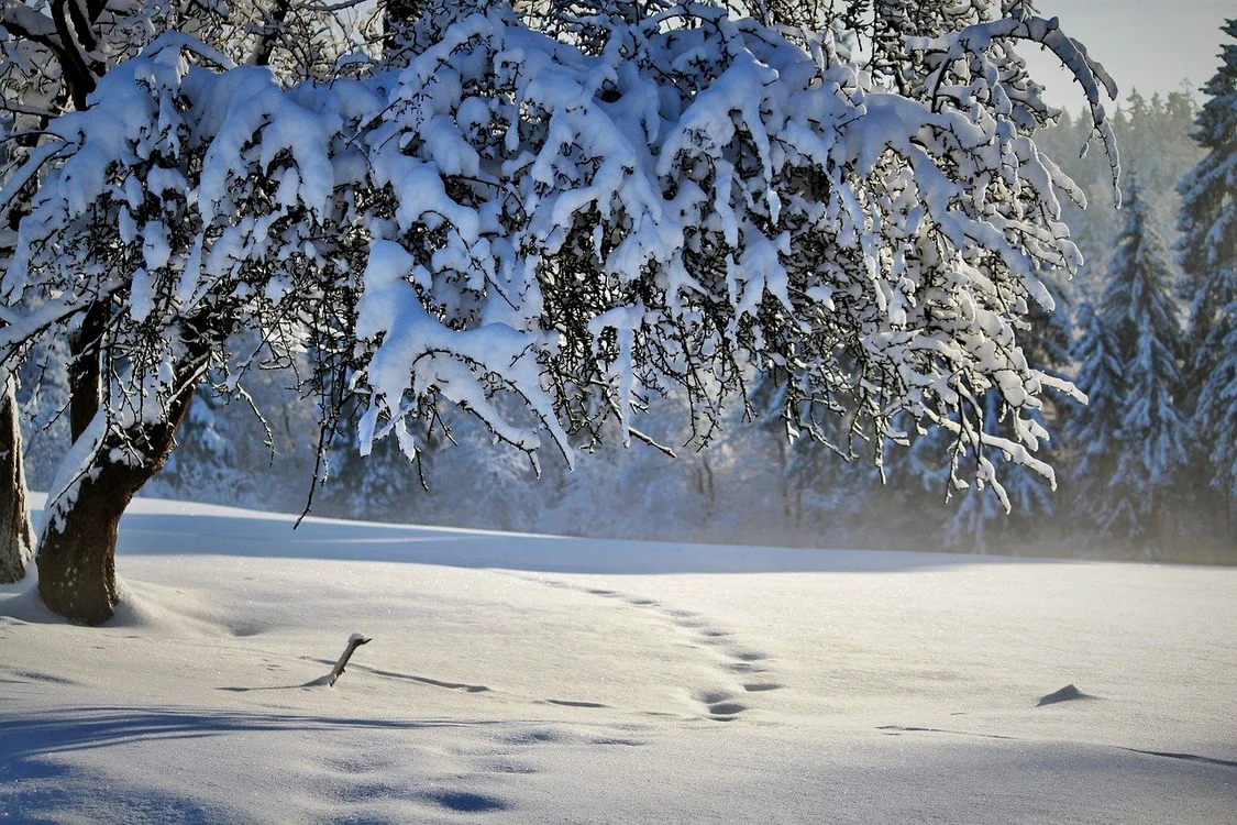 
    Alertă meteo de ninsori în Banat și la munteFoto: Pixabay  