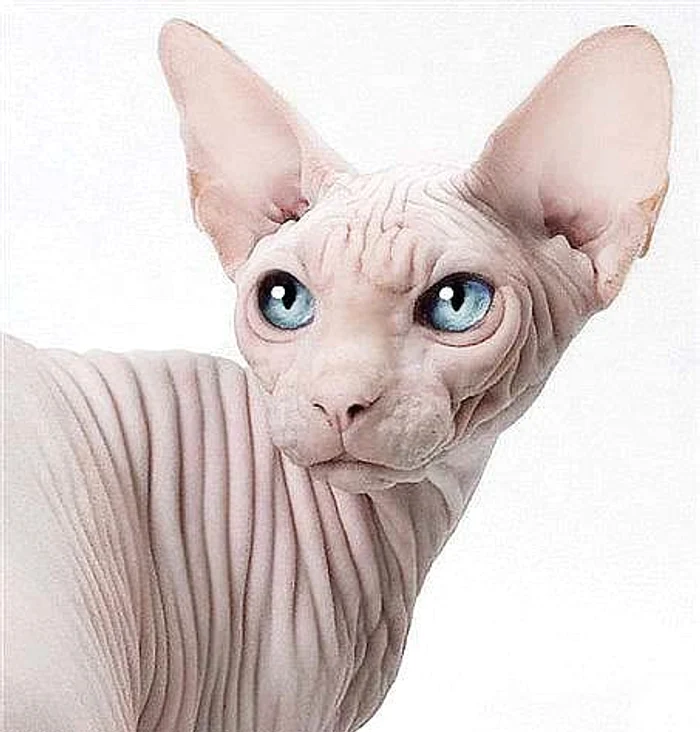 Așa arată pisica din rasa Sphynx