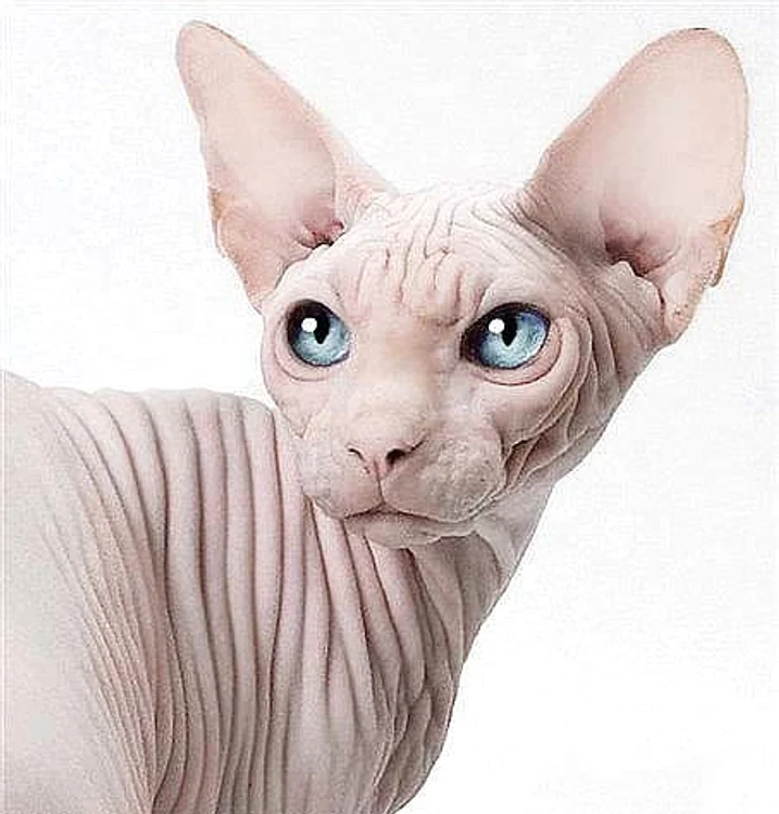 Așa arată pisica din rasa Sphynx