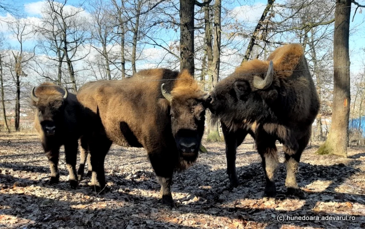 Zimbrii de la Grădina zoologică din Hunedoara. FOTO: Daniel Guţă. ADEVĂRUL.