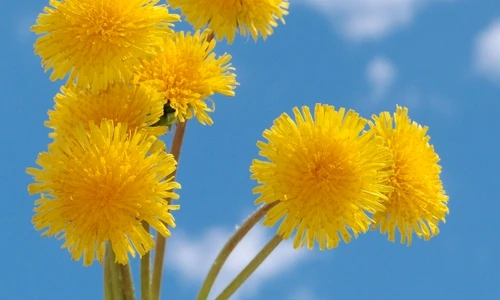 1 75034 original jpg jpeg