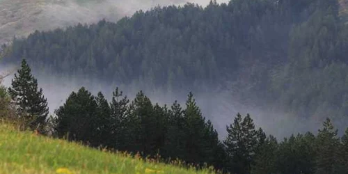 aaa