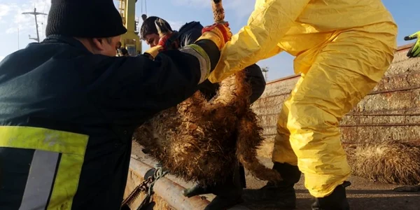 Salvare oi nava scufundata in portul Midia FOTO ISU Dobrogea